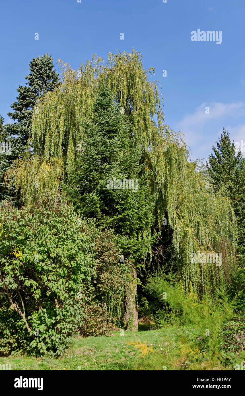 Willow intorno a pino, Pancharevo, Bulgaria Foto Stock