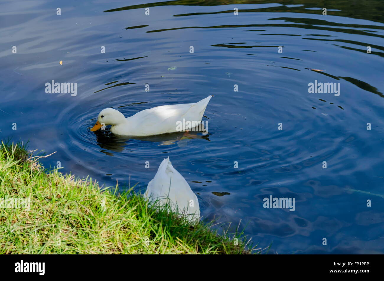 Femmina Mallard duck dalla riva del lago, Pancharevo, Bulgaria Foto Stock