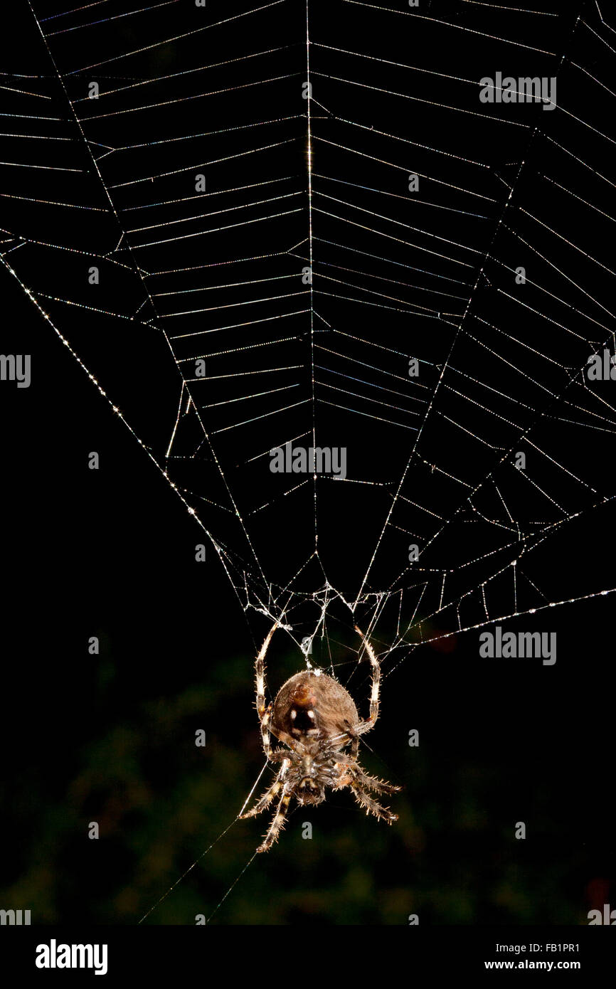 Una vedova Brown spider o Latrodectus geometricus pende da una web in Laguna Niguel, CA. La vedova marrone è uno dei ragni vedova in genere Latrodectus. Regno : Animalia Phylum : Arthropoda classe: Arachnida ordine: Araneae Sottordine Araneomorphae: Foto Stock