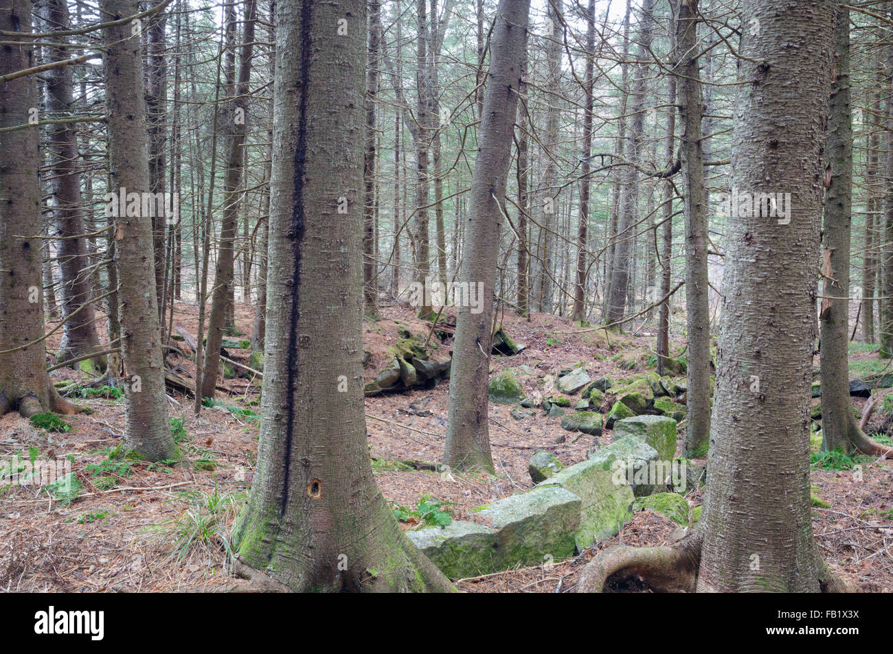 I resti di una vecchia cantina foro nel bosco lungo una strada abbandonata in Benton, New Hampshire. Foto Stock