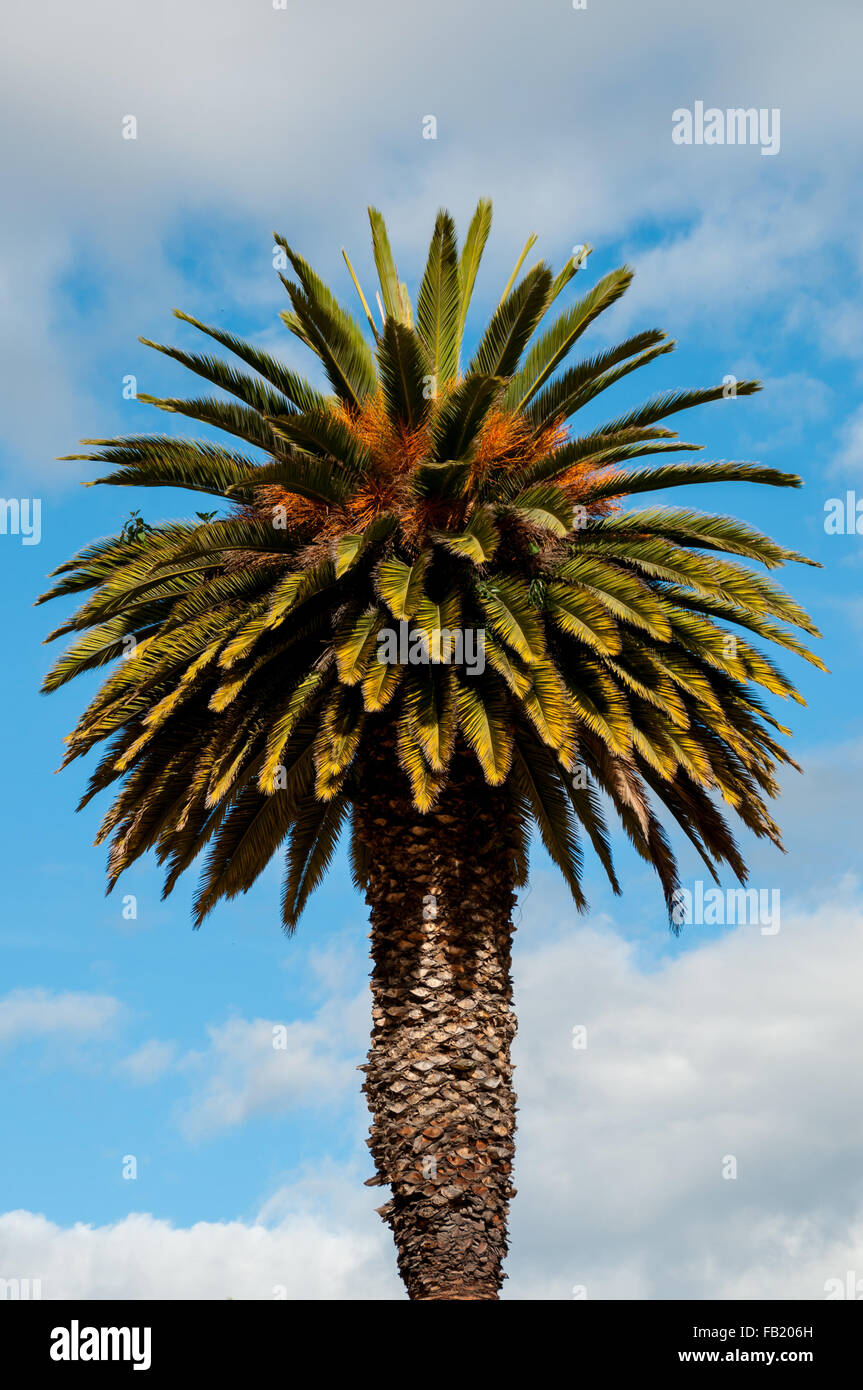 Un enorme albero di palme di fronte cielo blu con nuvole Foto Stock