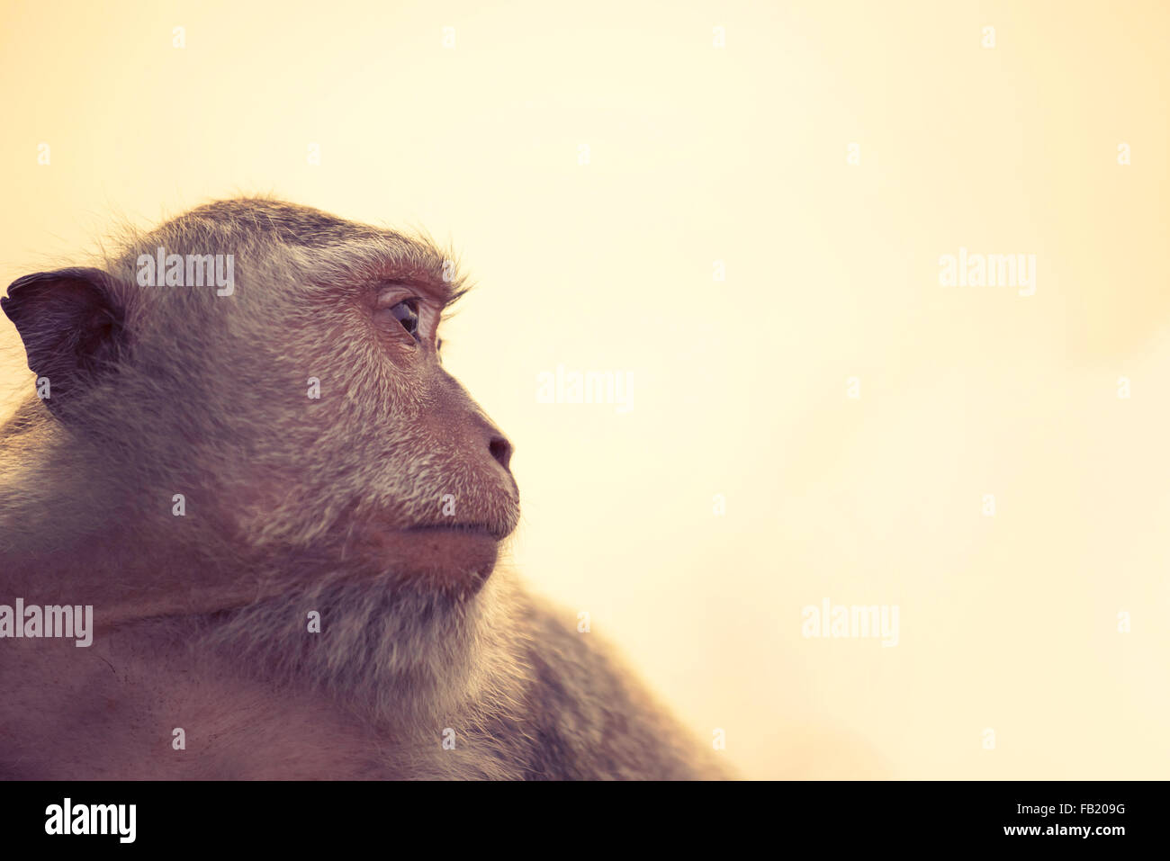 Wild monkey volto ritratto di profilo guardando a distanza con lo sfondo del cielo. La conservazione della fauna selvatica e i diritti degli animali campagna. Foto Stock