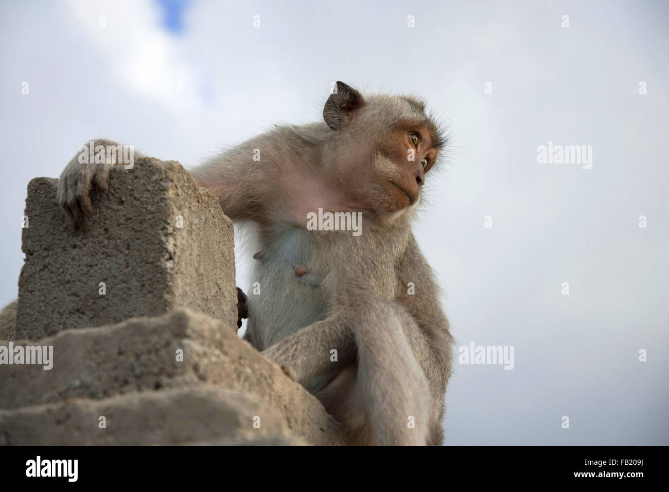 Wild baby monkey guardando a distanza dalla pietra antica rovina con lo sfondo del cielo. Foto Stock