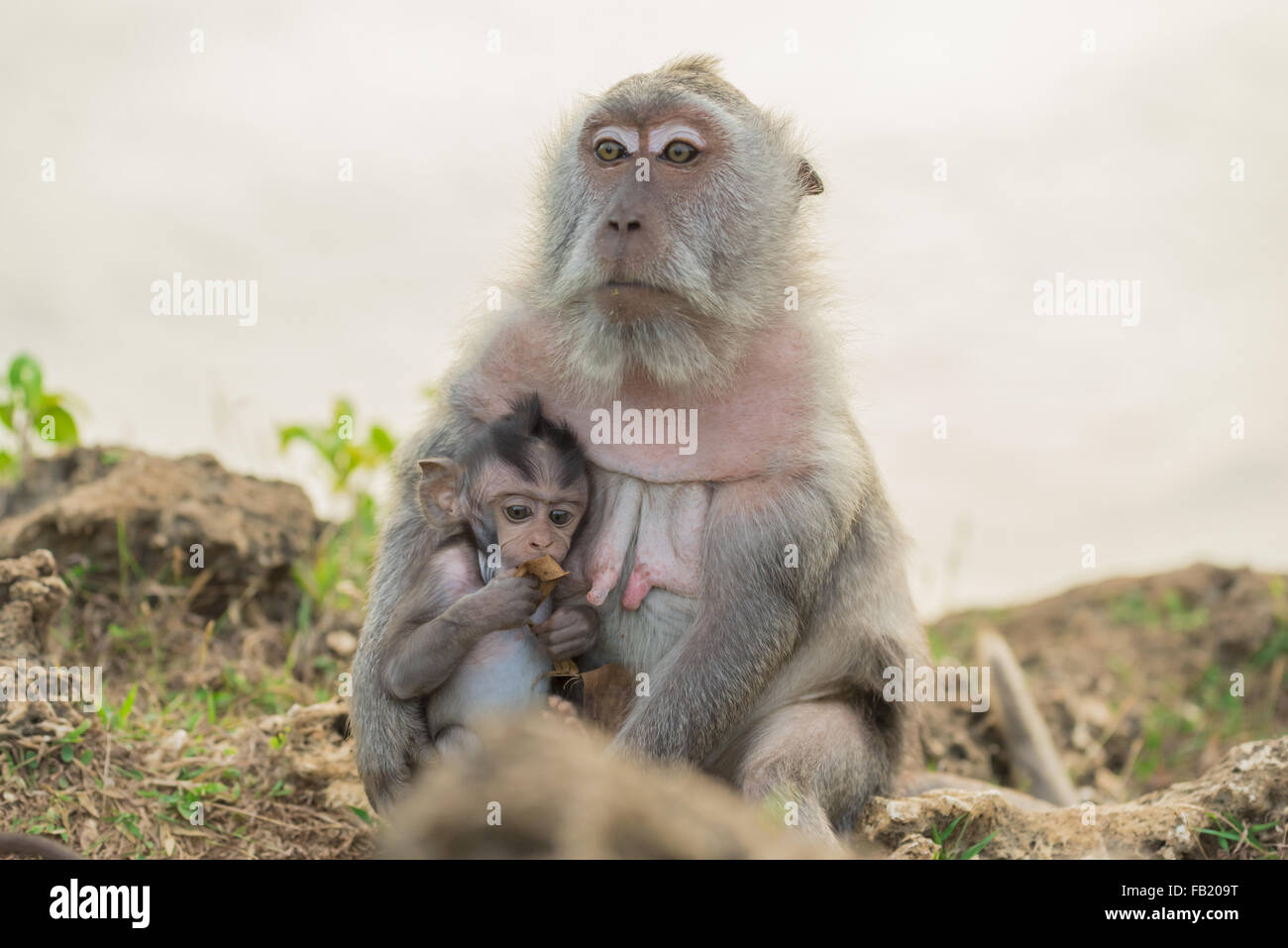 Bella scena di fauna selvatica, Madre scimmia holding simpatico baby ape in habitat naturali. Foto Stock