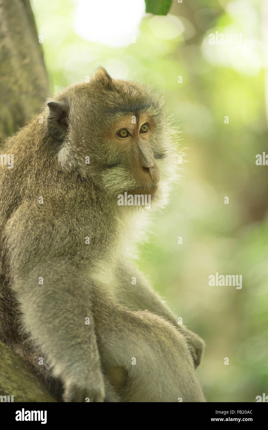 Wild monkey seduto sul ramo di albero cercando triste con la natura giungla sfondo. Conservazione della fauna selvatica campagna. Foto Stock