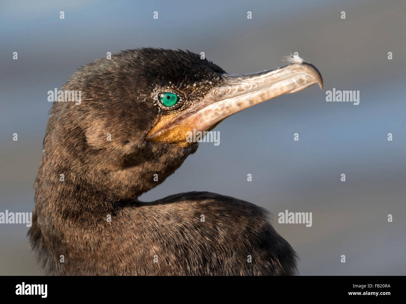 Cormorano neotropico o cormorano olivaceo (Nannopterum brasilianum) ritratto, Galveston, Texas, USA Foto Stock