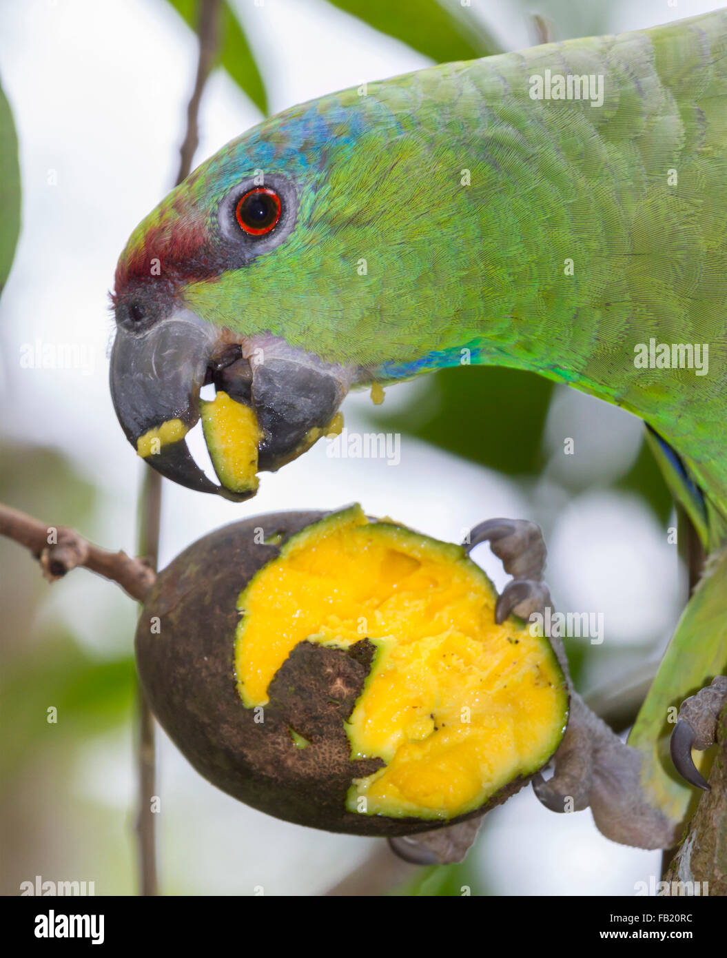Festive amazon (Amazona festiva) mangiando mango, Pacaya Samiria riserva nazionale, Fiume Yanayacu, area amazzonica, Perù Foto Stock