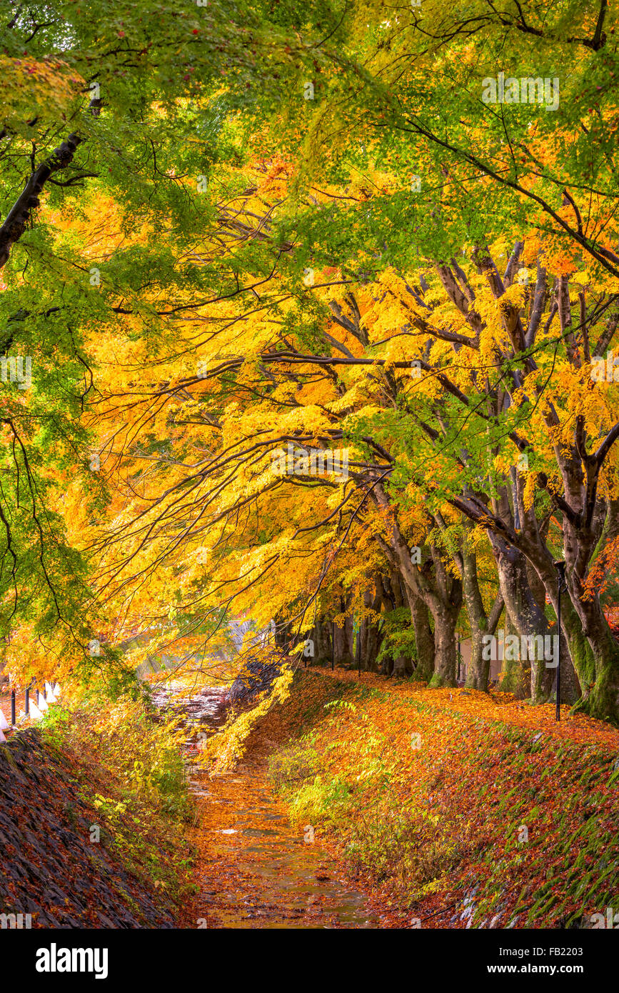 Maple lasciare corridoio di Kawaguchi, Giappone durante l'autunno. Foto Stock