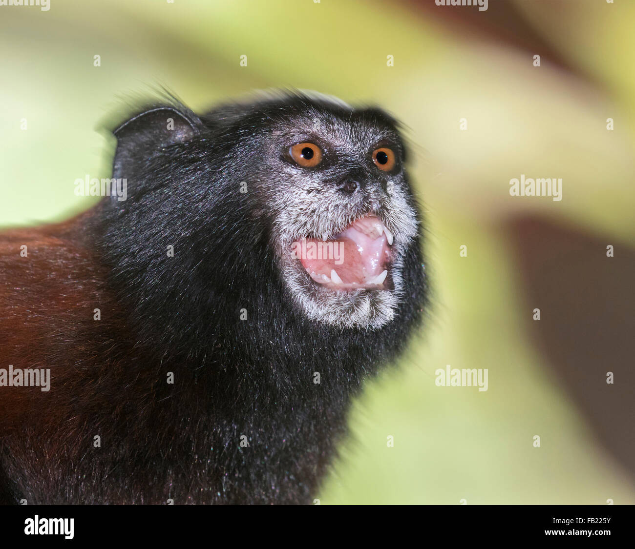 Sella-back tamarin (Saguinus fuscicollis) chiamando, Pacaya Samiria riserva nazionale, Fiume Yanayacu, area amazzonica, Perù Foto Stock