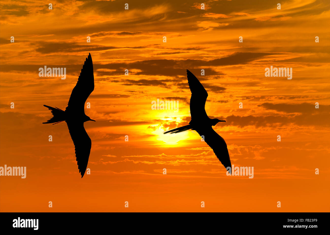 Gli uccelli silhouette è due bird flying contro una vibrante sole luminoso arancione tramonto Cielo. Foto Stock