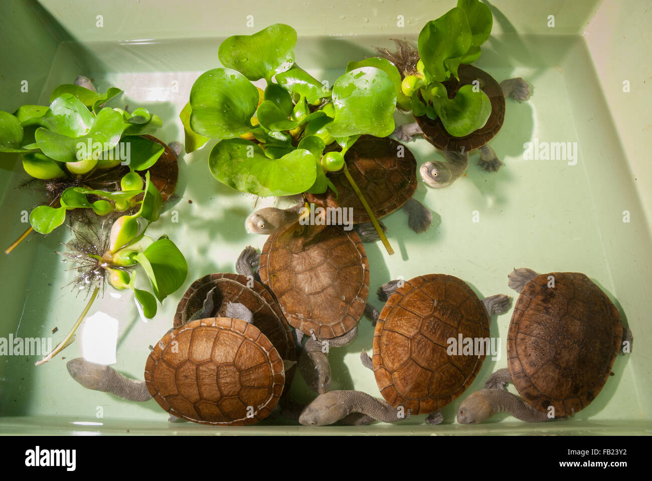 Tartarughe endemiche al collo di serpente dell'isola di Rote (Chelodina mccordi) in un sito di allevamento ex situ autorizzato a Giacarta, Indonesia. Foto Stock