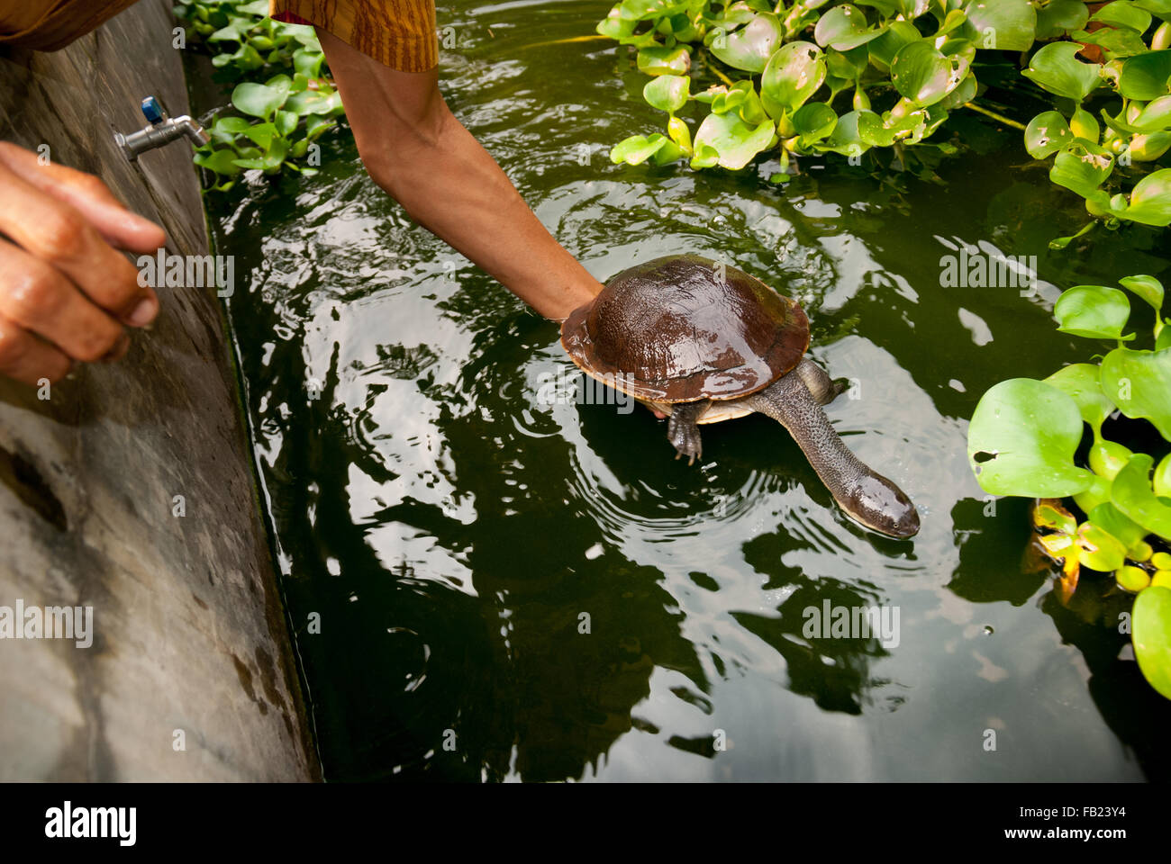 Tartaruga endemica di Rote Island al collo di serpente (Chelodina mccordi) in un allevamento ex situ autorizzato a Giacarta, Indonesia. Foto Stock