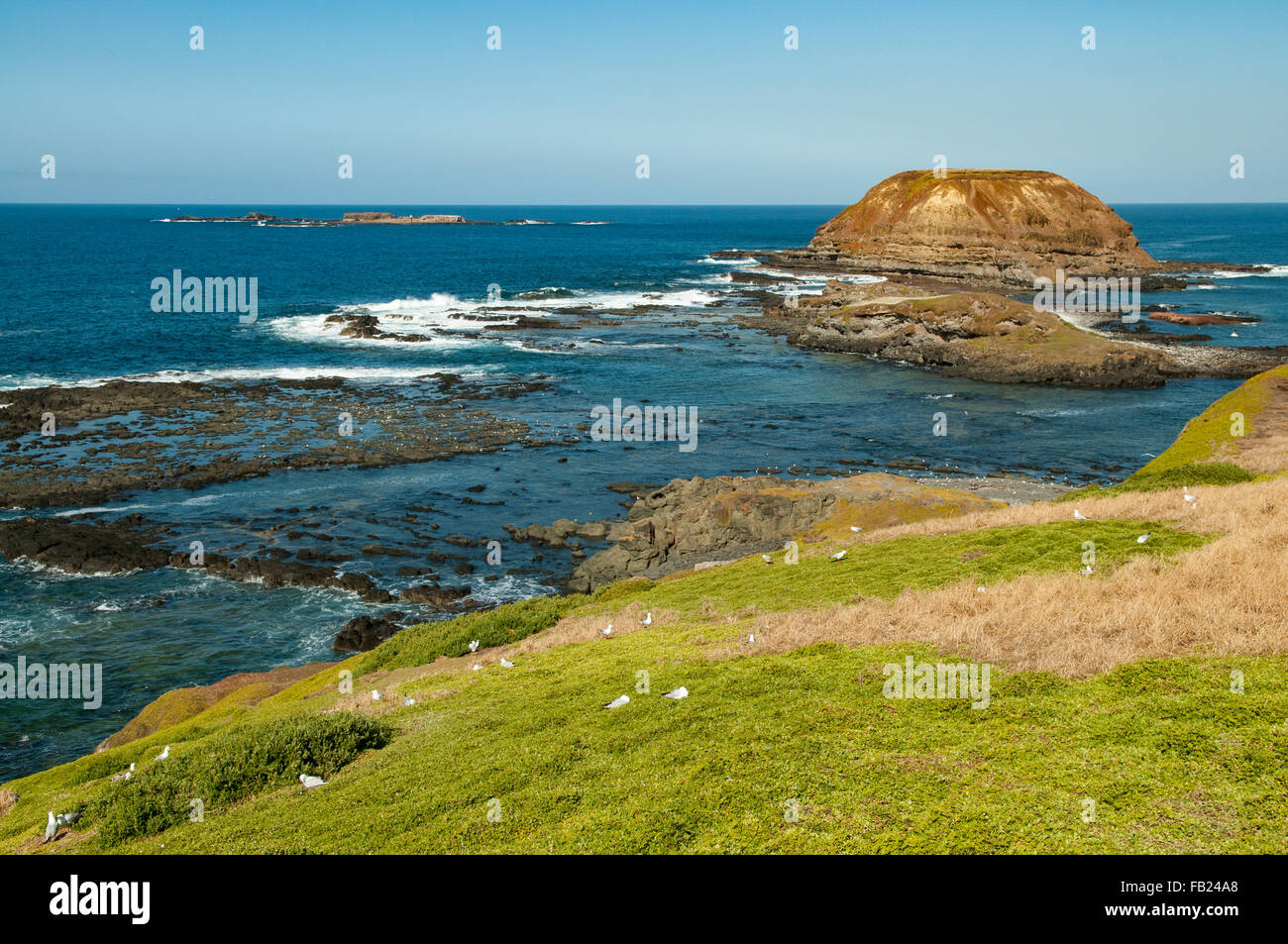 I Nobbies, Phillip Island, Victoria, Australia Foto Stock