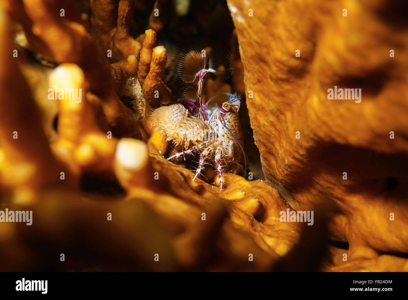 La vita subacquea, un granchio porcellana, Petrolisthes sp. , Sventolando palpi di alimentazione per la cattura di cibo, il mare dei Caraibi, Panama America Centrale Foto Stock