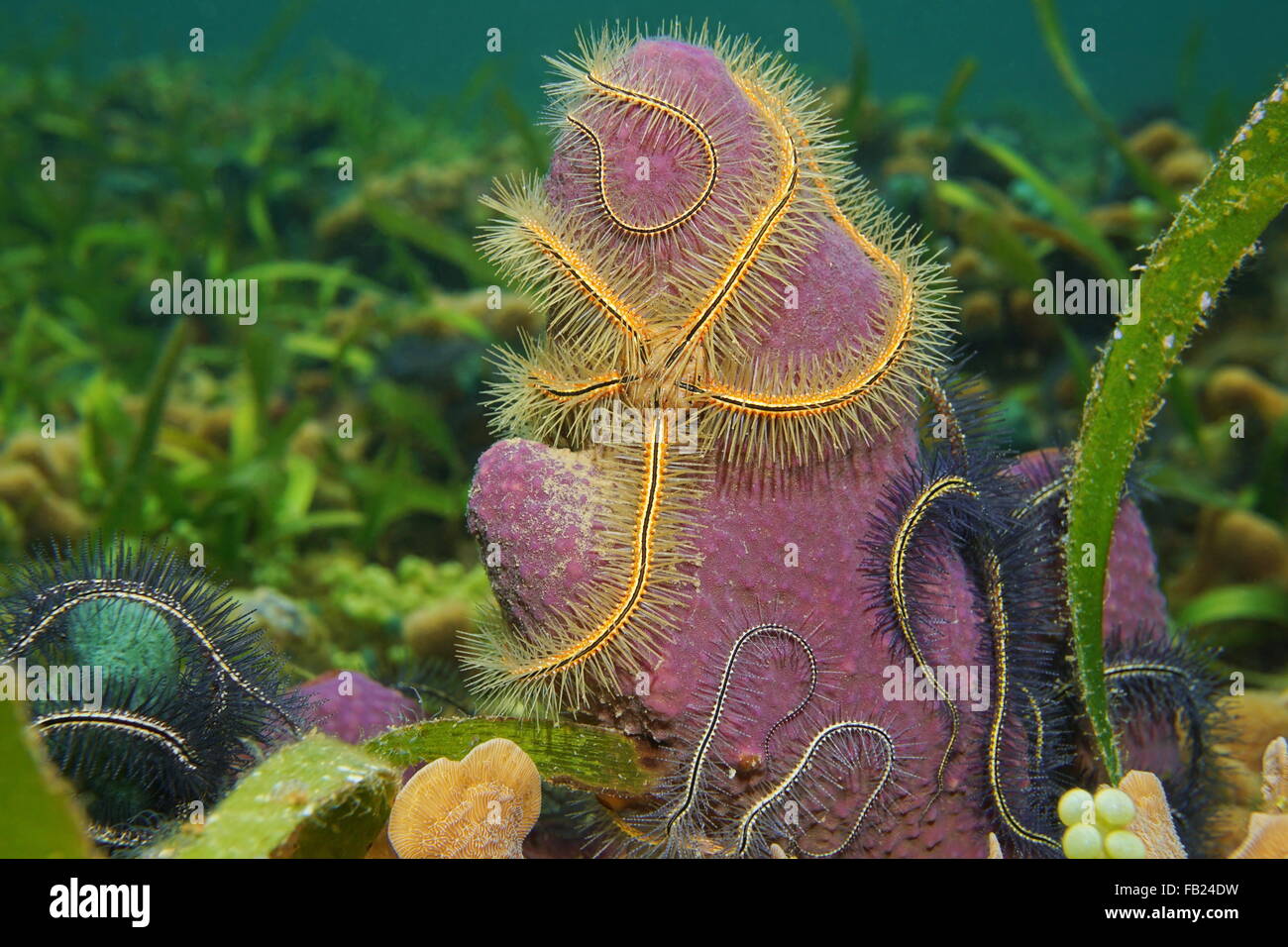 Sea Life, Suenson fragile della stella, Ophiothrix suensoni, su tubo di ramificazione di spugna sul fondale del mar dei Caraibi Foto Stock