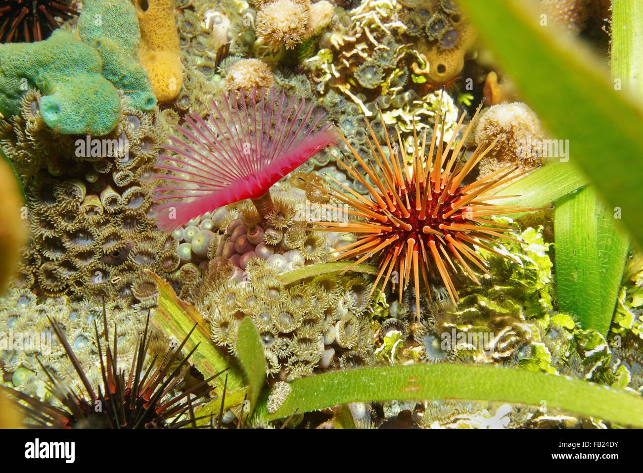 La vita di mare sul fondale, reef urchin con split-crown feather duster worm e mat zoanthid, Mar dei Caraibi e America centrale Foto Stock