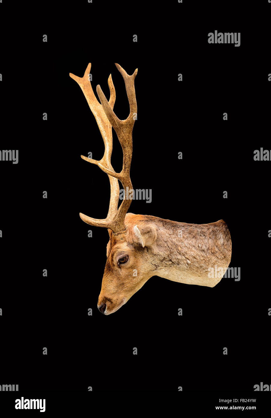 Testa di cervo isolati su sfondo bianco Foto Stock
