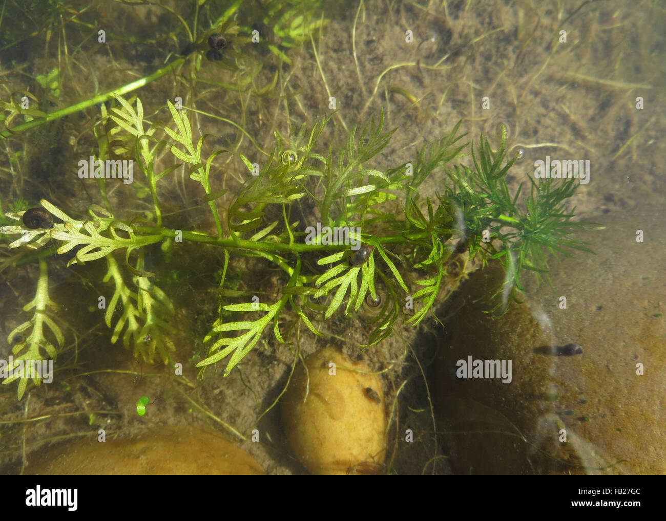 Piccolo vagare lumaca (Radix peregra) e piccole grandi ramshorn lumaca (Planorbarius corneus) sul water violet (Hottonia palustris) Foto Stock