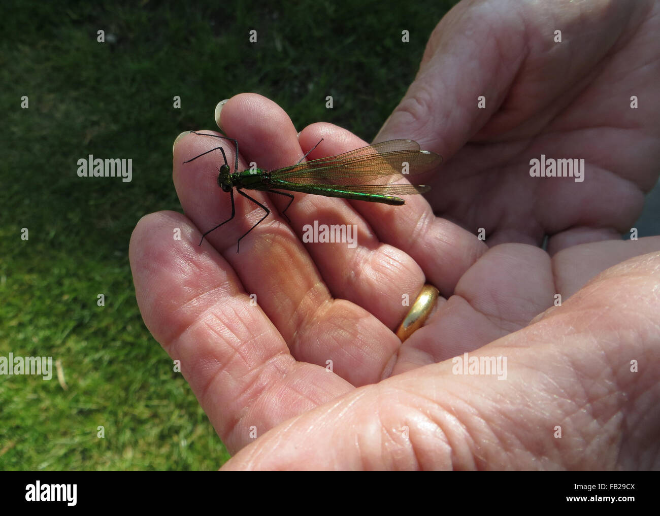 Femmina damselfly smeraldo (Lestes sponsa) su una mano del Caucaso Foto Stock