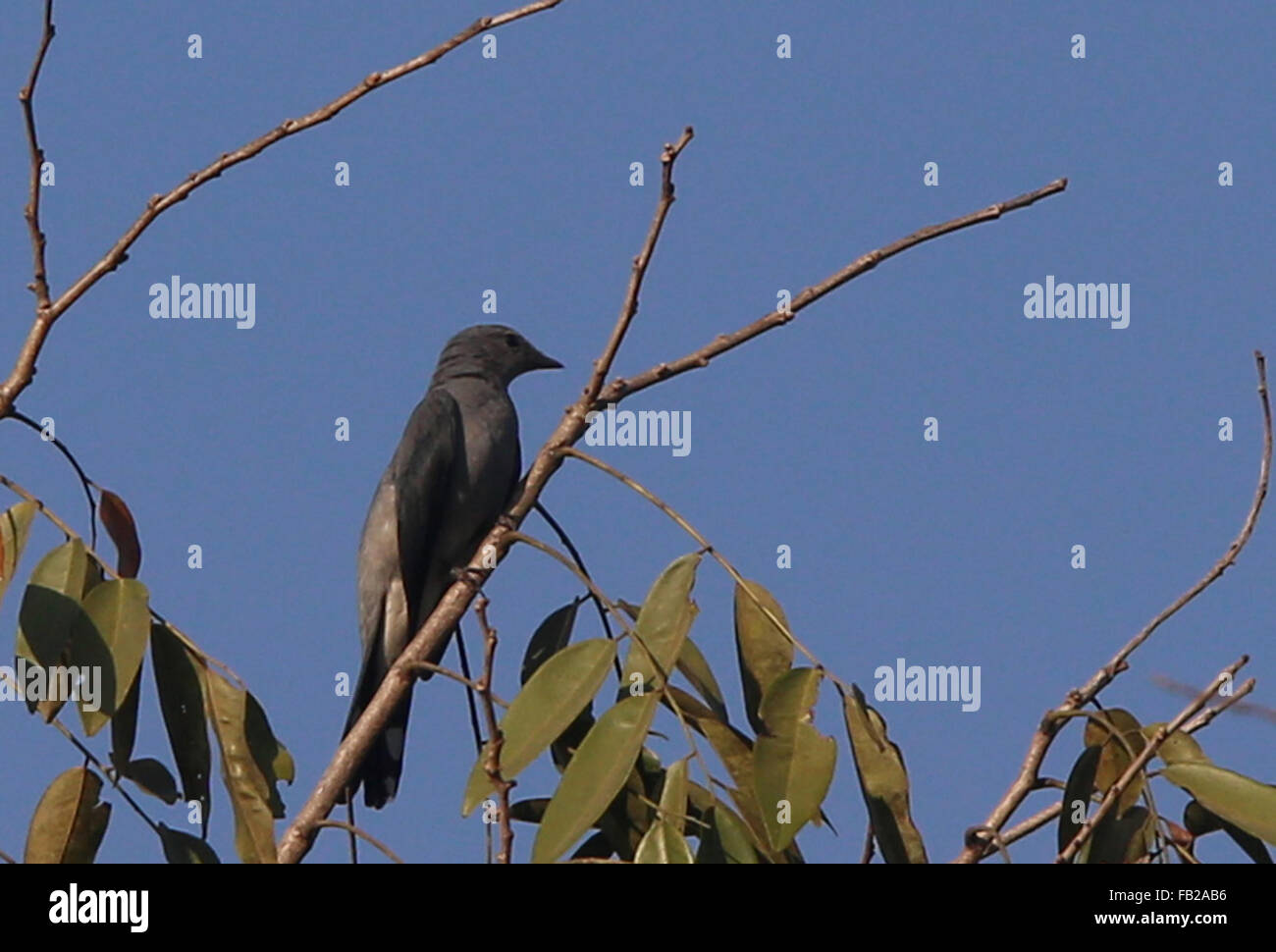 Yangon. Il 7 gennaio, 2016. Foto scattata il 7 gennaio 2016 mostra un black-winged cuckooshrike a Hlawga Wildlife Park nella periferia di Yangon, Myanmar. Il Hlawga Wildlife Park che si trova a 35 chilometri a nord di Yangon copre un area di 623-ettaro compreso un 313-ettaro Wildlife Park, un 25-ettaro mini zoo e un 267-ettaro zona tampone. Credito: U Aung/Xinhua/Alamy Live News Foto Stock