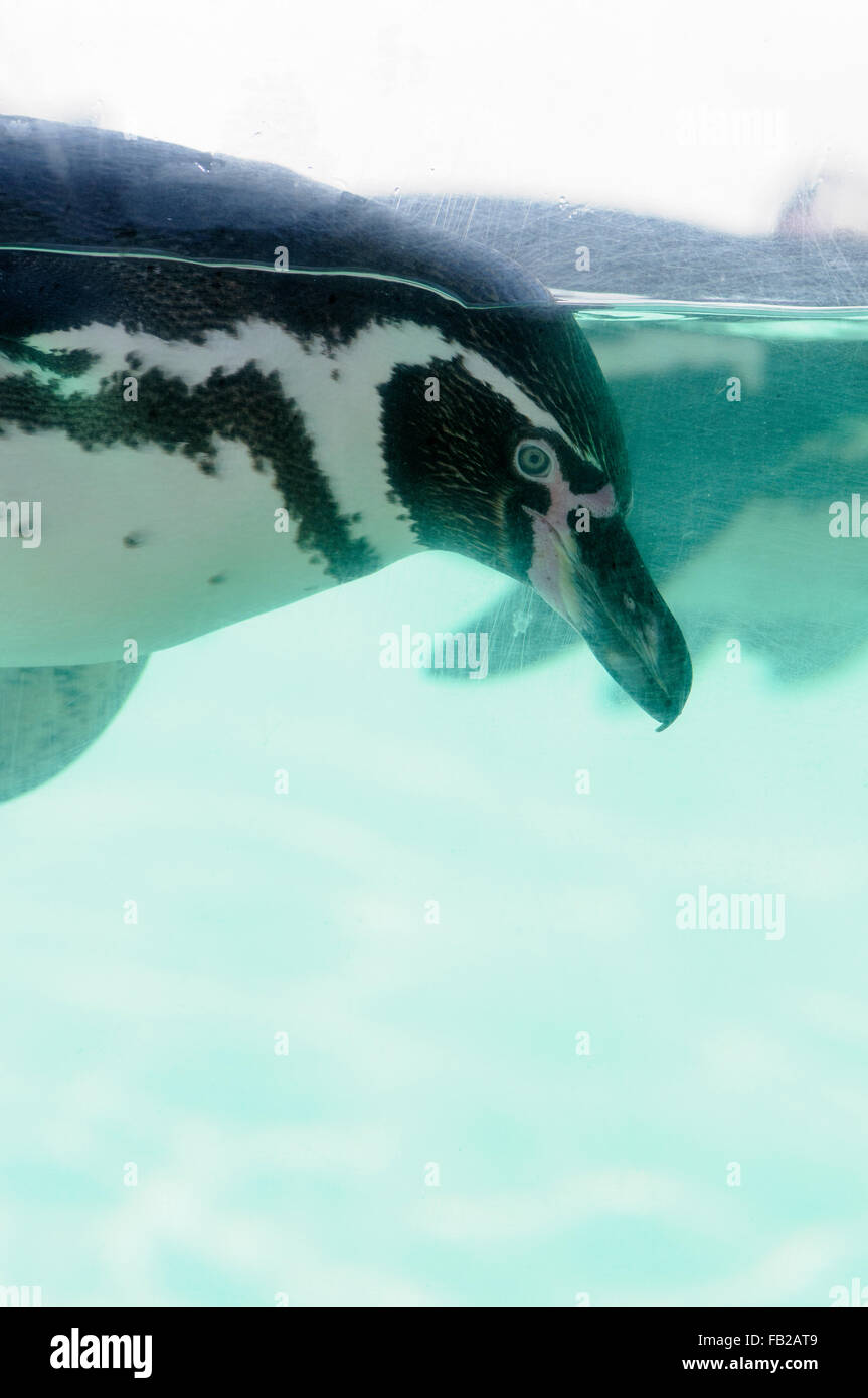 Close-up di un galleggiante Jackass penguin (Spheniscus demersus) in un acquario Foto Stock