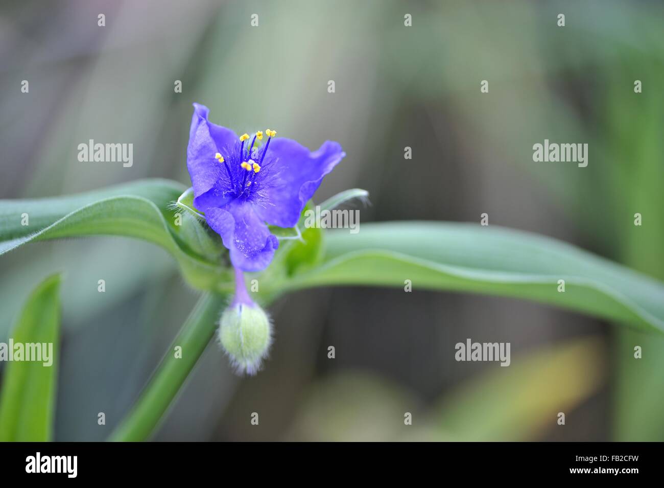 Virginia Spiderwort - Lady lacrime (Tradescantia virginiana) nativa per la parte orientale degli Stati Uniti d'America Fioritura in estate Foto Stock