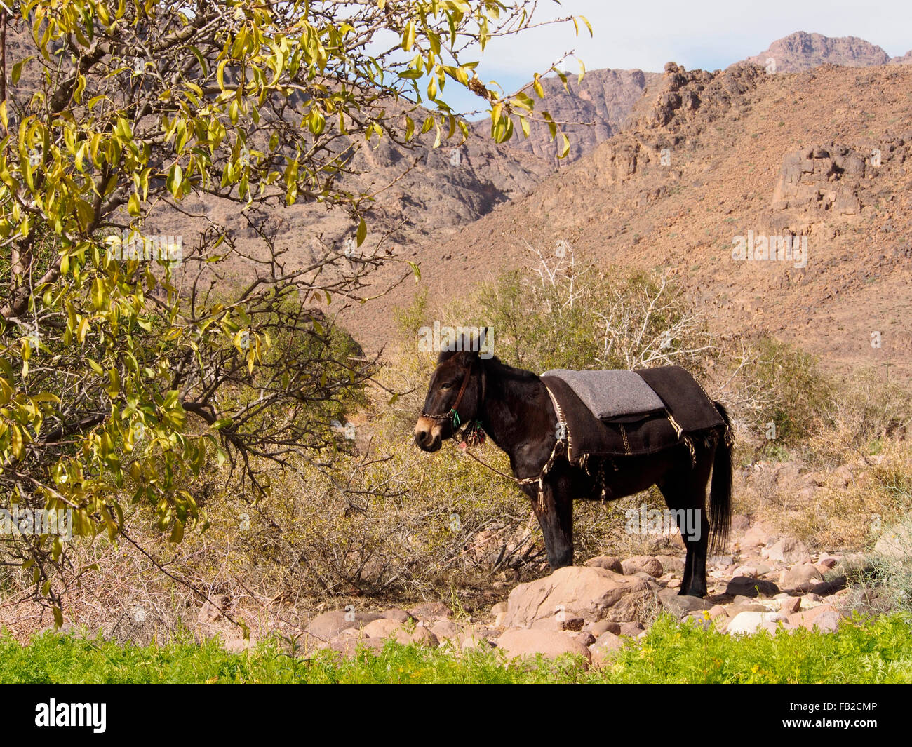 Mulo Jbel Saghro, Marocco Foto Stock