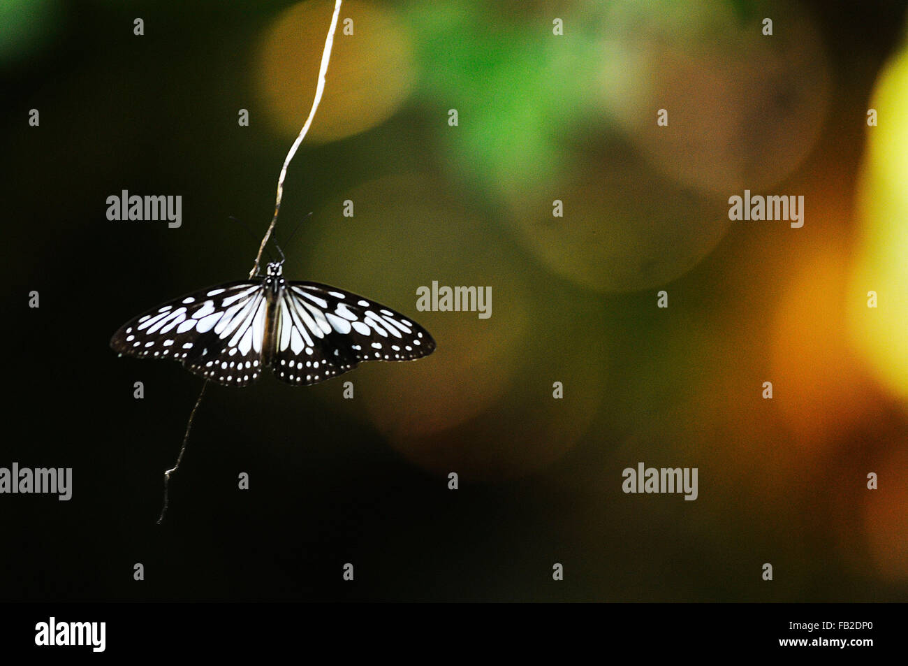 Palu, Indonesia. 07Th gen, 2016. Il MIME comuni è una farfalla a coda di rondine ha trovato nel sud e nel sud-est asiatico. La farfalla appartiene al gruppo Chilasa o il nero corposo Swallowtails. Serve un eccellente esempio di una Batesian mimare tra le farfalle indiano. © Inayah Azmi Atifah/Pacific Press/Alamy Live News Foto Stock