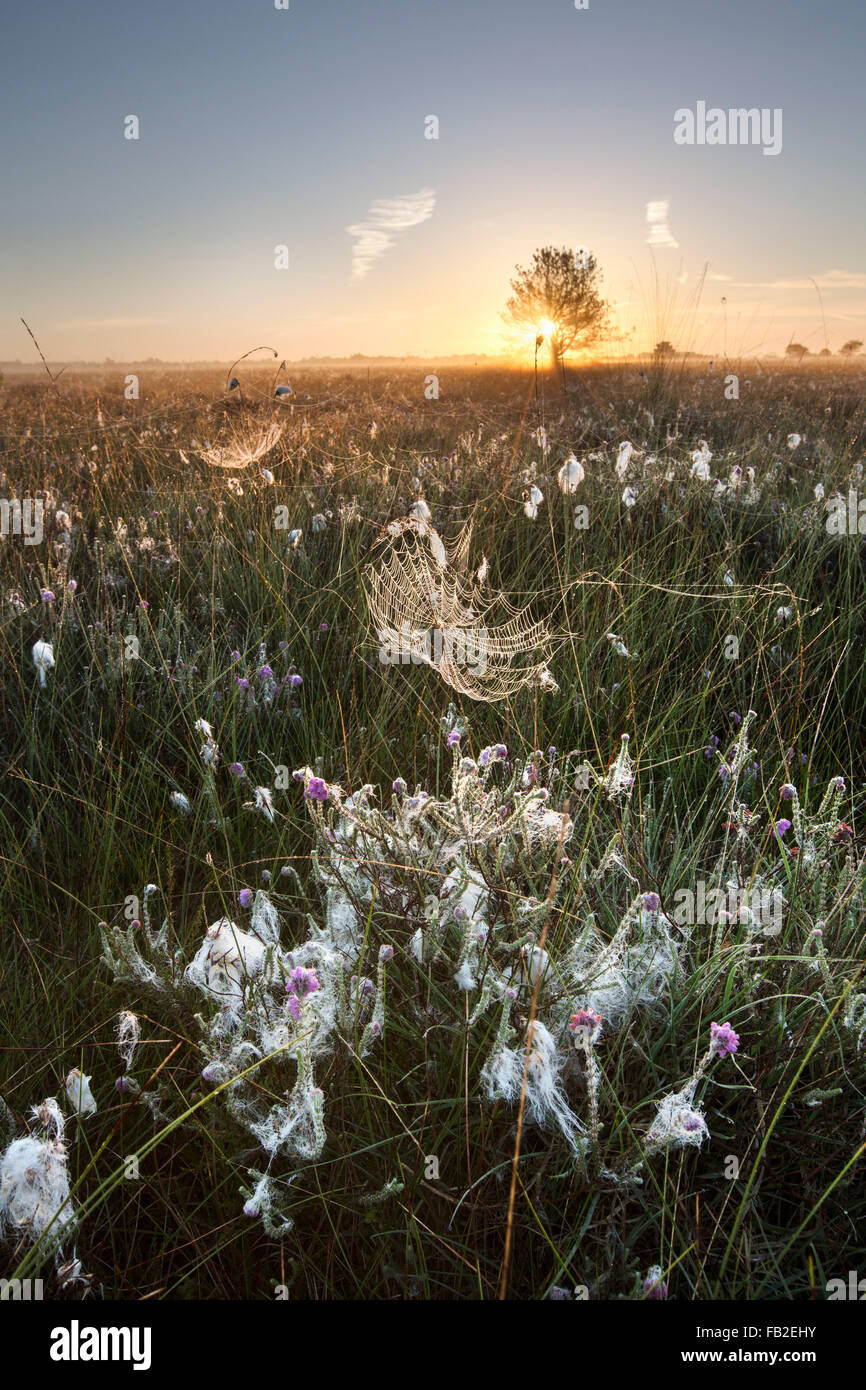 Paesi Bassi, Zwartemeer, riserva naturale Bargerveen. Alta ormeggiare o torba moor. Sunrise, erba di cotone. Spider Web Foto Stock