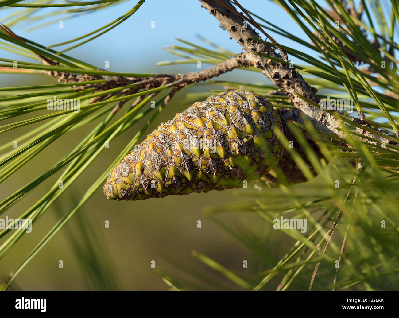 Calabrese o il turco Pino - Pinus brutia cono & aghi Foto Stock