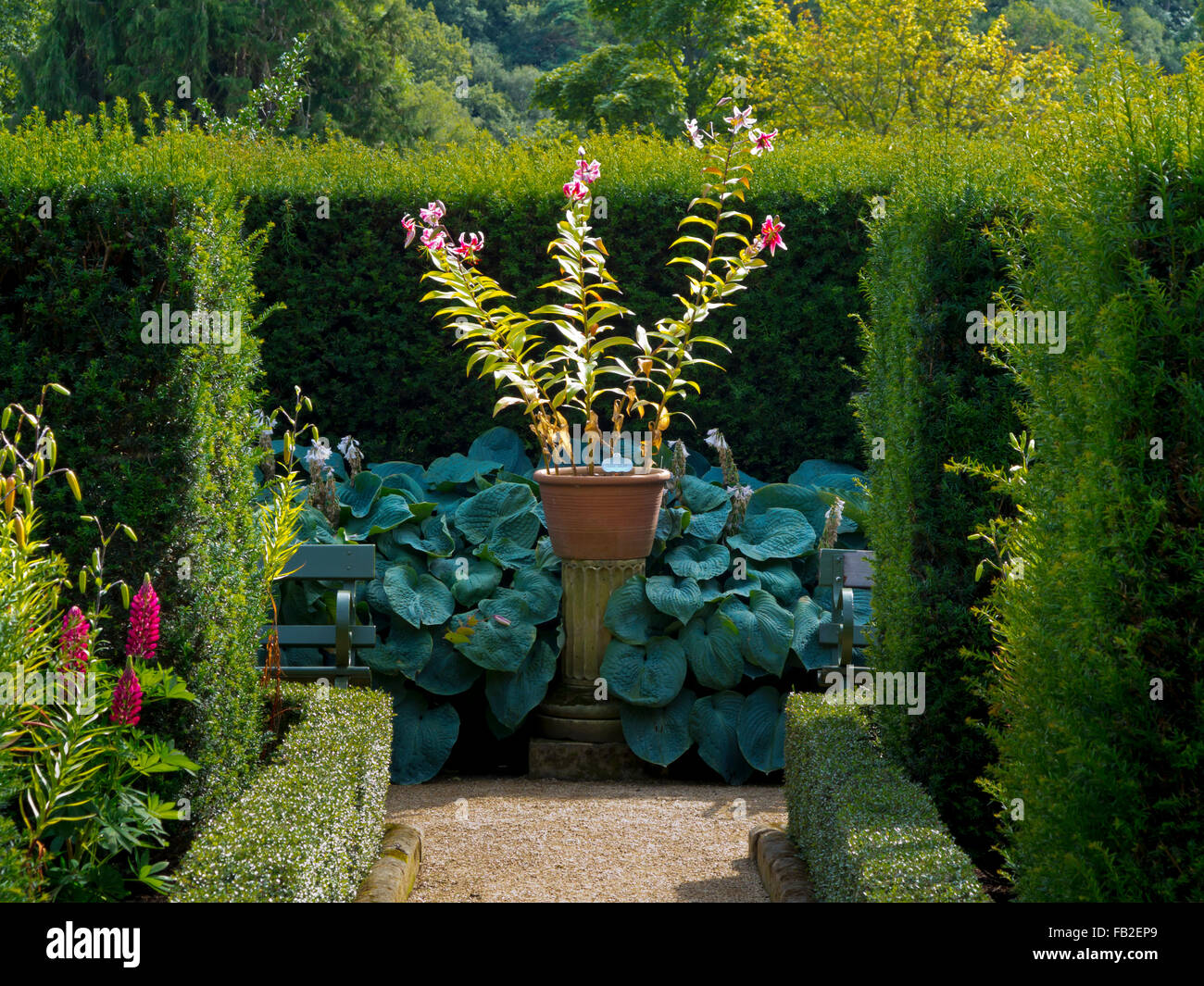 Topiaria da siepi e una pianta in un vaso in un angolo dei giardini Belsay in Northumberland North East England Regno Unito Foto Stock