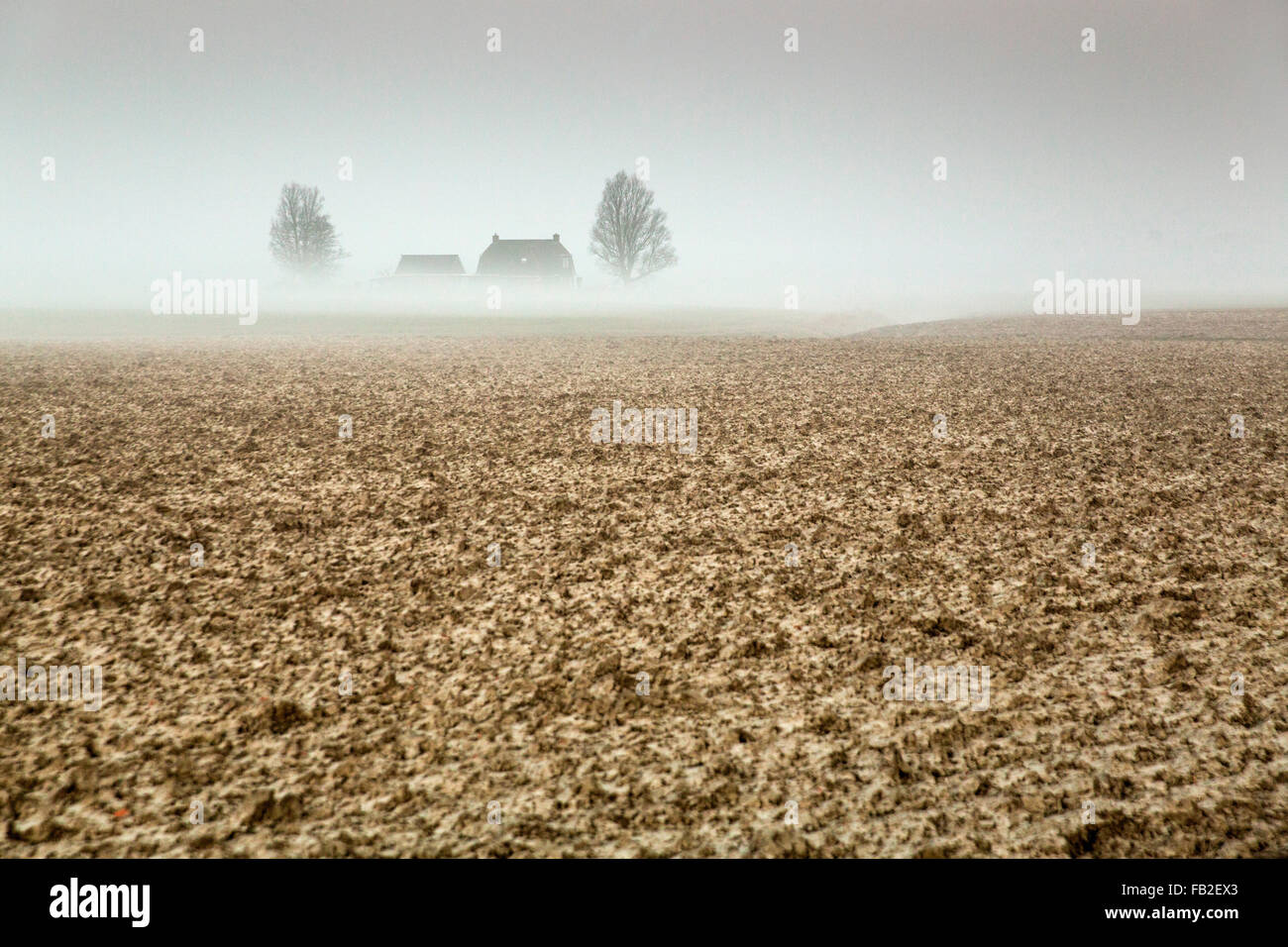 Paesi Bassi, Ee, aziende agricole e terreni arati nella nebbia di mattina Foto Stock