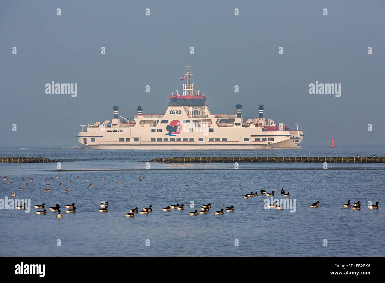 Paesi Bassi, Holwerd, Porto, oche selvatiche e traghetto proveniente dall'isola di Ameland Foto Stock
