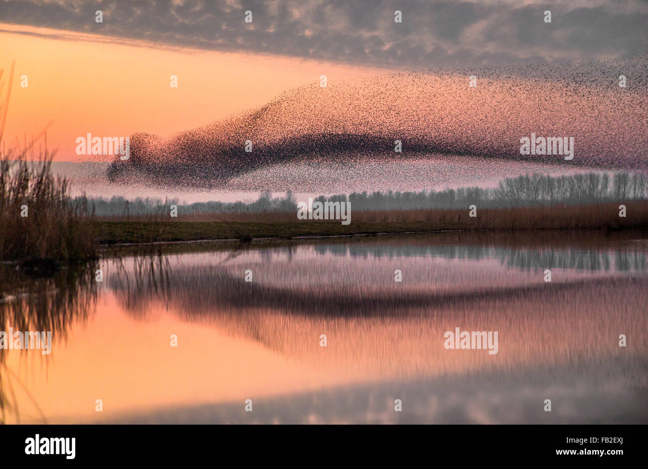 Paesi Bassi, Kollumerpomp, parco nazionale Lauwersmeer. Stormo di storni si radunano per trascorrere la notte in canneti, crepuscolo Foto Stock