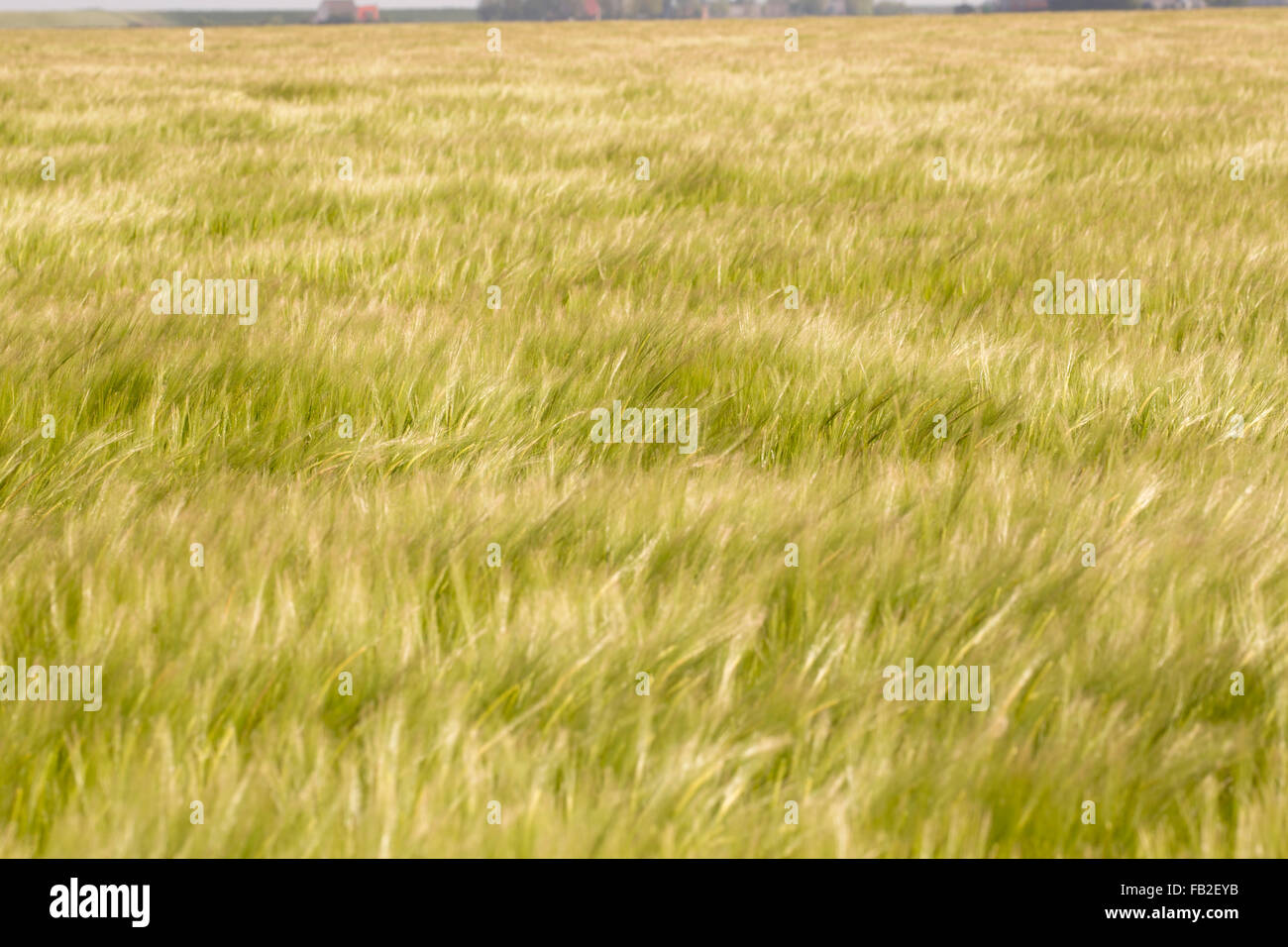 Paesi Bassi, Oude Bildtzijl, coltivazione di frumento Foto Stock