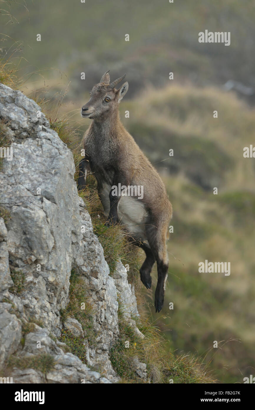 Giovani Alpine Ibex / Steinbock / Alpensteinbock ( Capra ibex ) il salto alcune rocce nelle Alpi svizzere, Svizzera. Foto Stock
