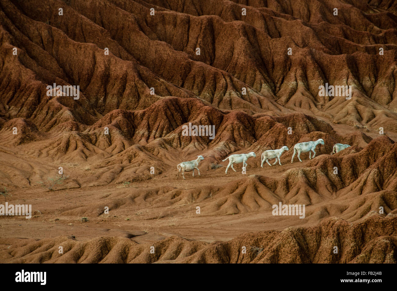 Agnello di pecora nel mezzo di sabbia asciutta di pietra nel deserto di roccia Tatacoa, Huila Foto Stock