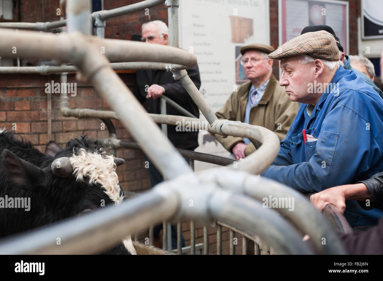 Gli agricoltori watch stock passando sul lato dell'asta ring a York asta di bestiame centro vicino a York in North Yorkshire, Regno Unito. Foto Stock