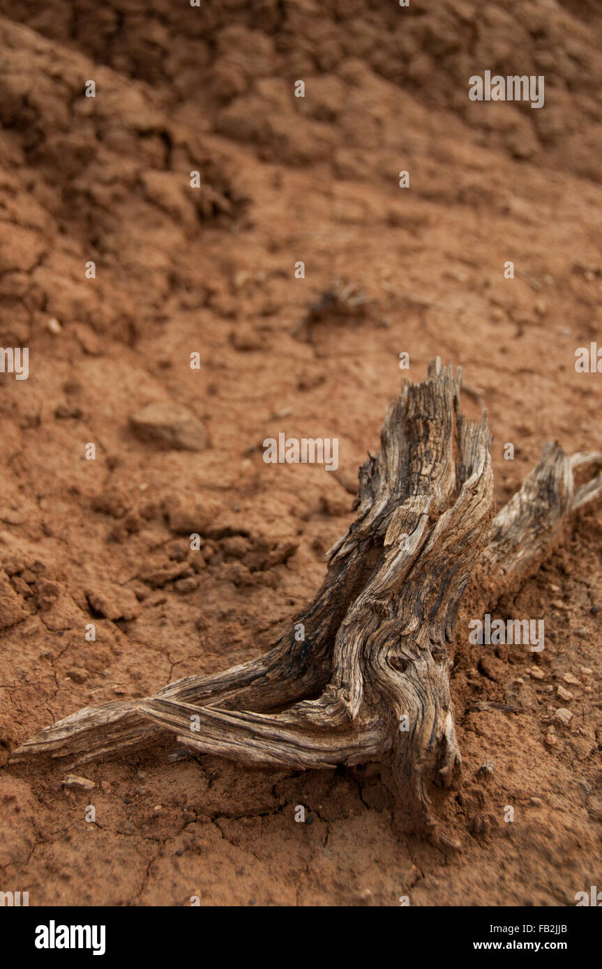 Vista dettagliata del ramo di legno sulla sabbia nel caldo del deserto secco Tatacoa, Huila Foto Stock