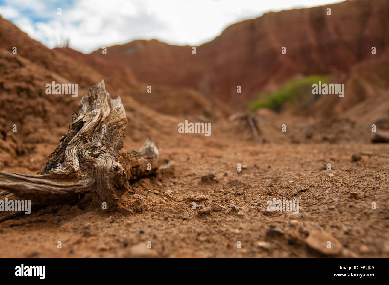 Vista dettagliata del ramo di legno sulla sabbia nel caldo del deserto secco Tatacoa, Huila Foto Stock