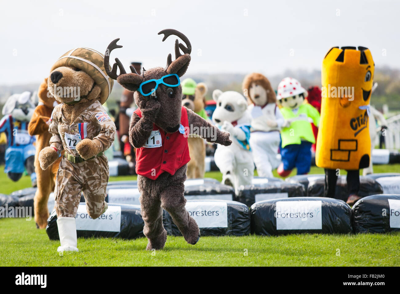 La mascotte 2014 Gold Cup a Wetherby Race Course, Wetherby, West Yorkshire, Regno Unito. Foto Stock
