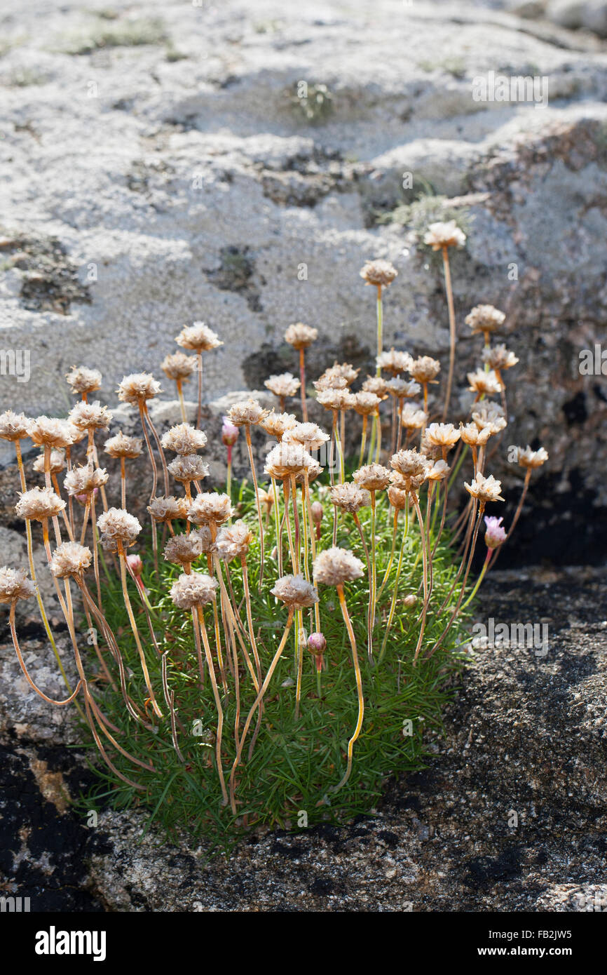 Comune di parsimonia, mare parsimonia, mare rosa, frutta, Strand-Grasnelke, Strandgrasnelke, Grasnelke, fruchtend, Armeria maritima Foto Stock