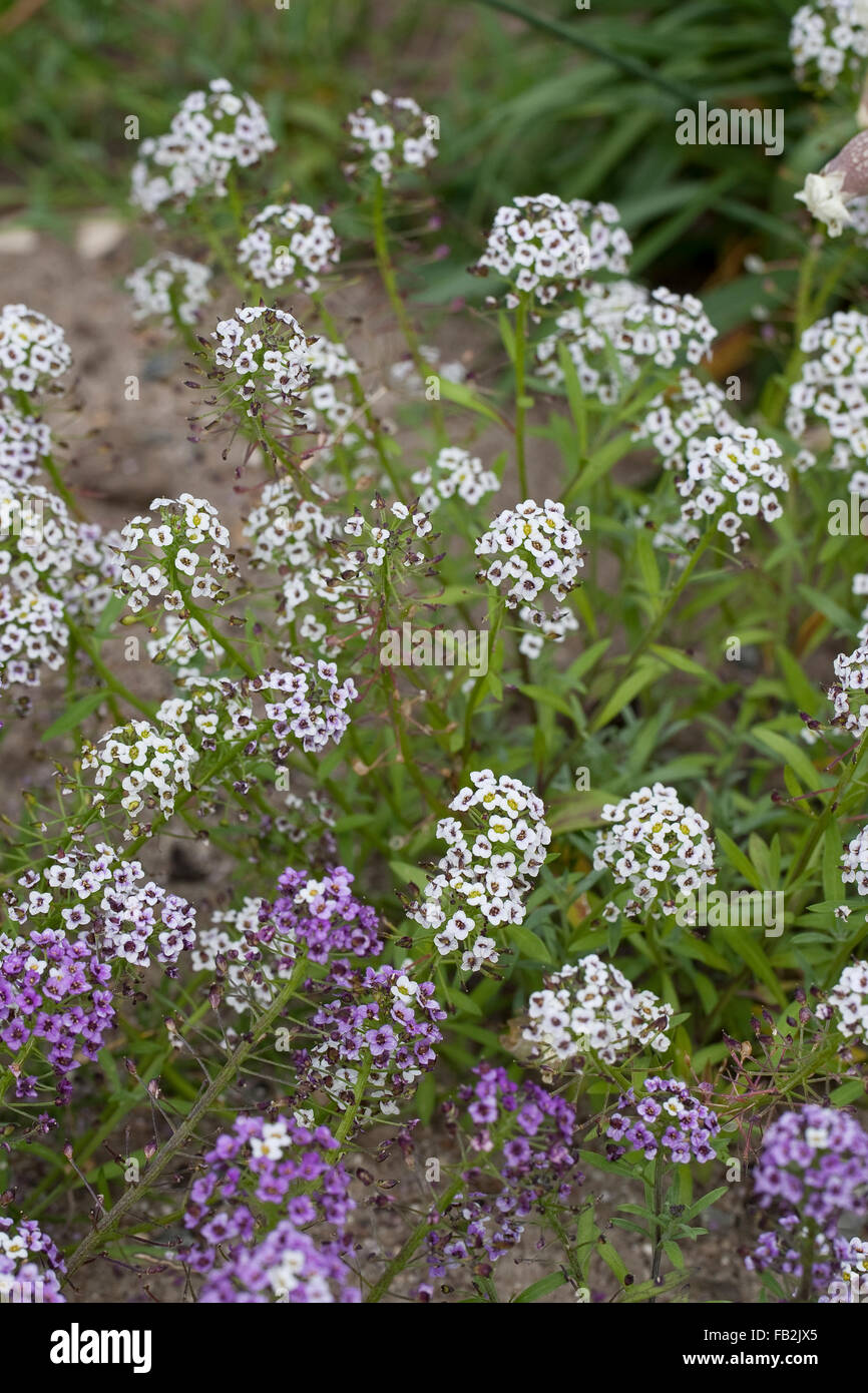 Sweet Alison, dolce Alyssum, Strand-Silberkraut, Silberkraut, Strandsilberkraut, Strandkresse, Strand-Kresse, Lobularia maritima Foto Stock