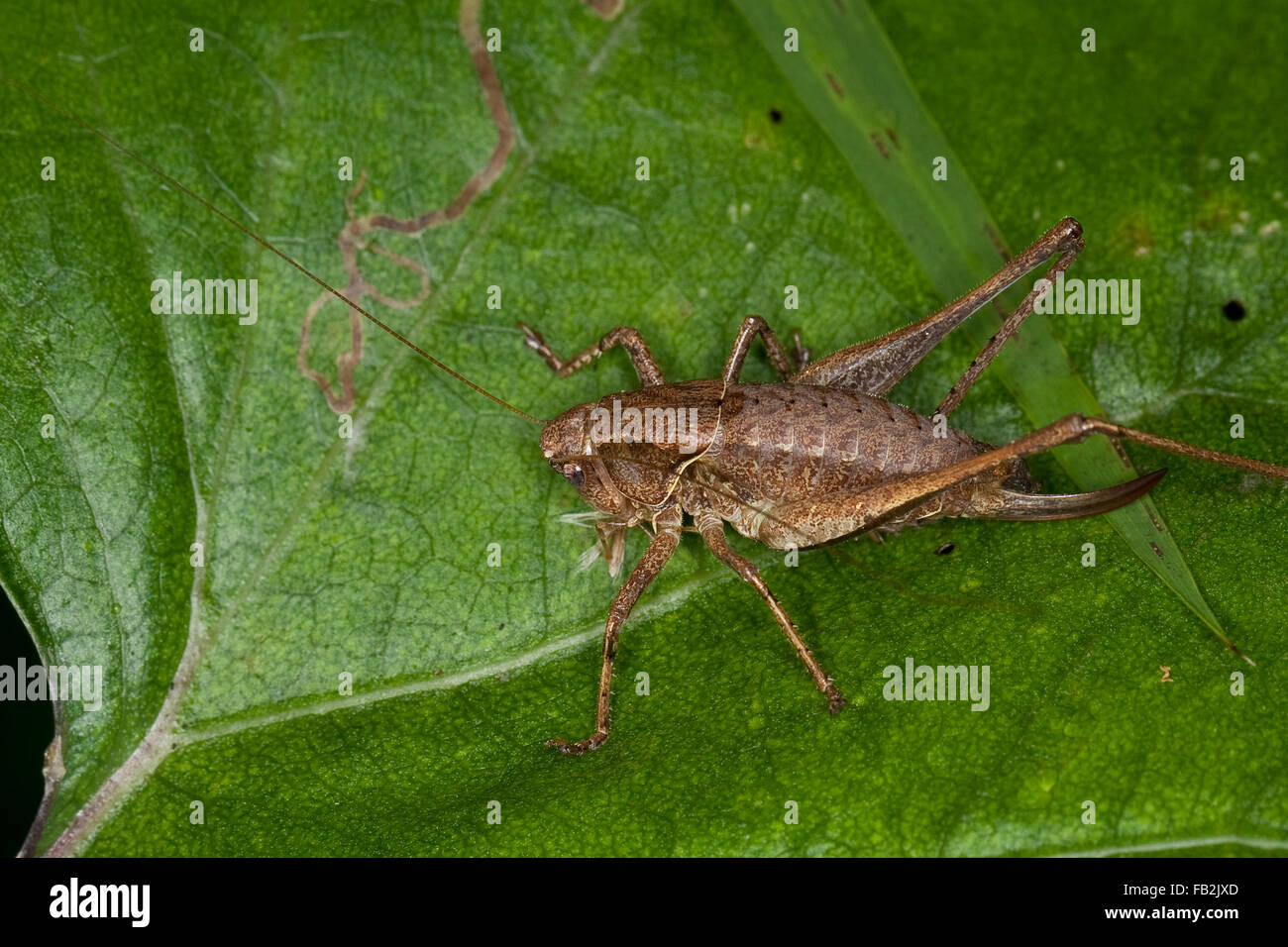 Dark bushcricket, femmina, Gewöhnliche Strauchschrecke, Weibchen mit Legebohrer, Pholidoptera griseoaptera, Thamnotrizon cinereus Foto Stock