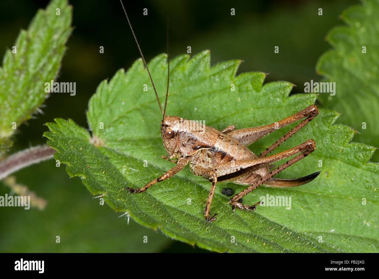 Dark bushcricket, femmina, Gewöhnliche Strauchschrecke, Weibchen mit Legebohrer, Pholidoptera griseoaptera, Thamnotrizon cinereus Foto Stock
