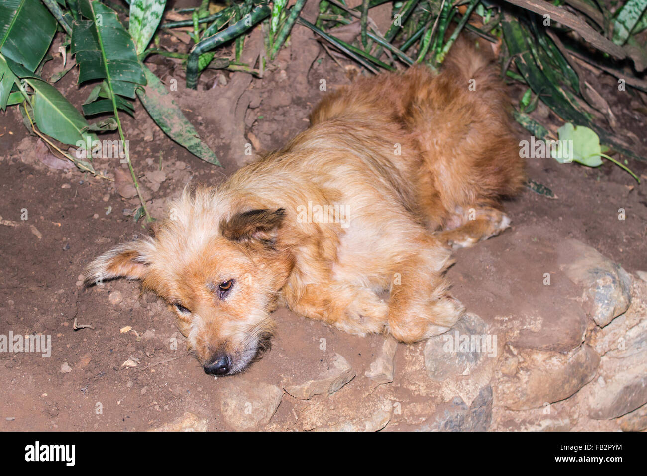 Cane di sonno Foto Stock