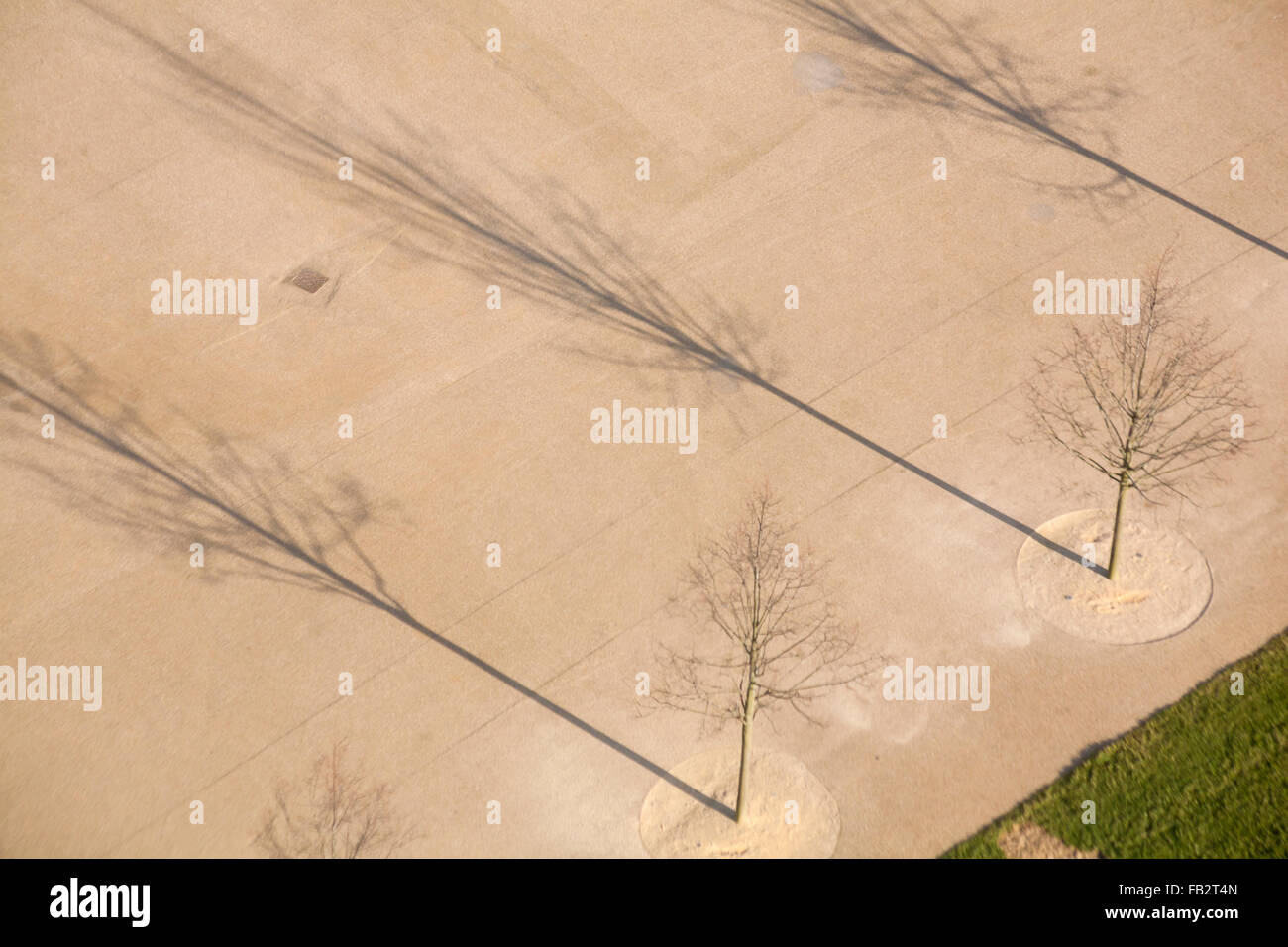 Guardando verso il basso su alberi sfrondato con ombre Foto Stock