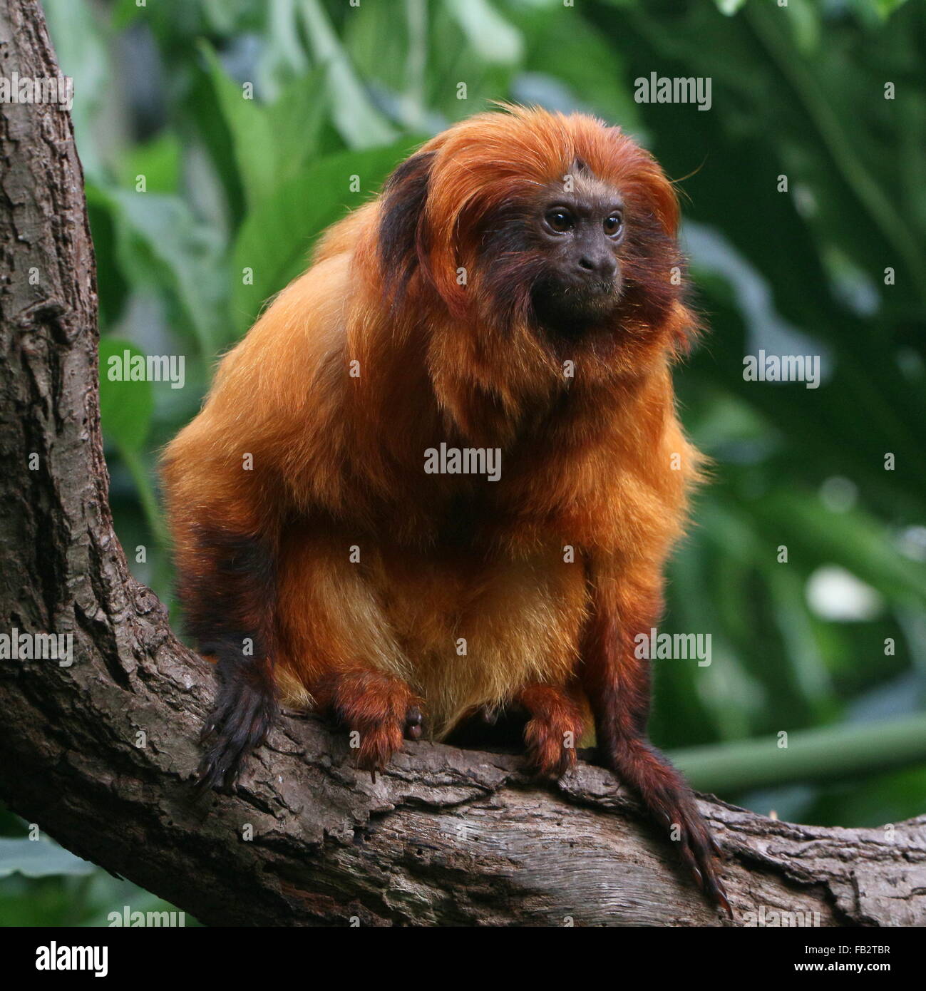 Il brasiliano Golden marmoset (Leontopithecus rosalia) a.k.a. Golden Lion Tamarin Foto Stock