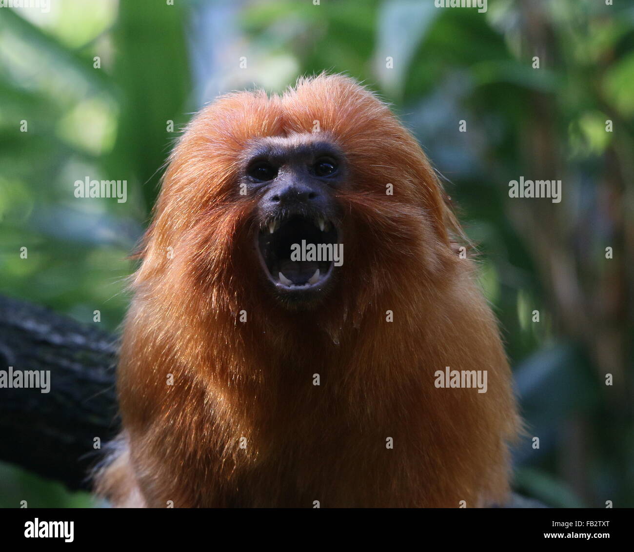 Tripudio brasiliano Golden marmoset (Leontopithecus rosalia) a.k.a. Golden Lion Tamarin, la bocca aperta e i denti che mostra Foto Stock