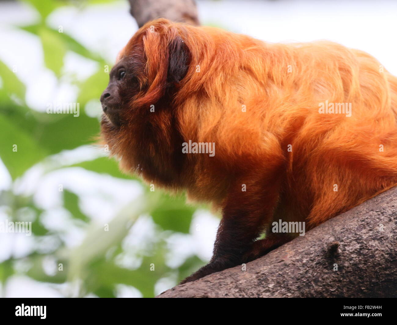 Il brasiliano Golden marmoset (Leontopithecus rosalia) a.k.a. Golden Lion Tamarin, ritratto, visto di profilo Foto Stock